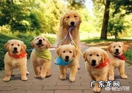 金毛狗狗有严重的分离焦虑症,怎么办呢?