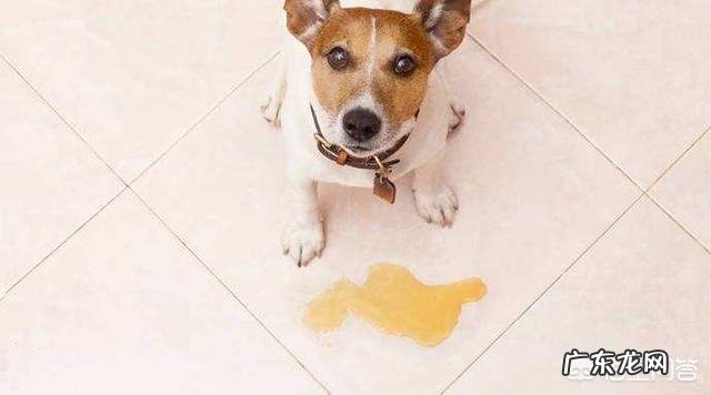 金毛狗狗有严重的分离焦虑症,怎么办呢?