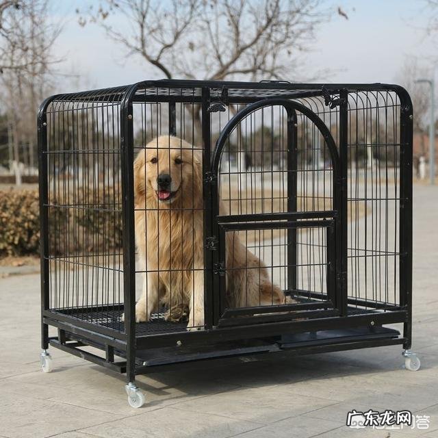 金毛狗狗有严重的分离焦虑症,怎么办呢?