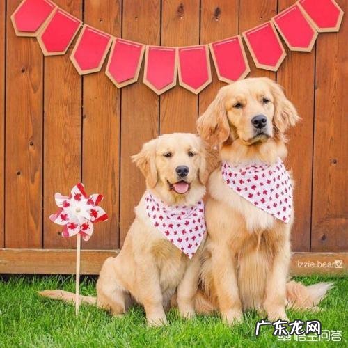 金毛狗狗有严重的分离焦虑症,怎么办呢?