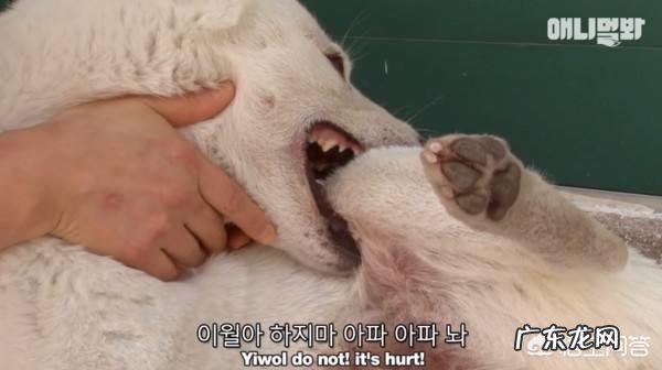 金毛狗狗有严重的分离焦虑症,怎么办呢?