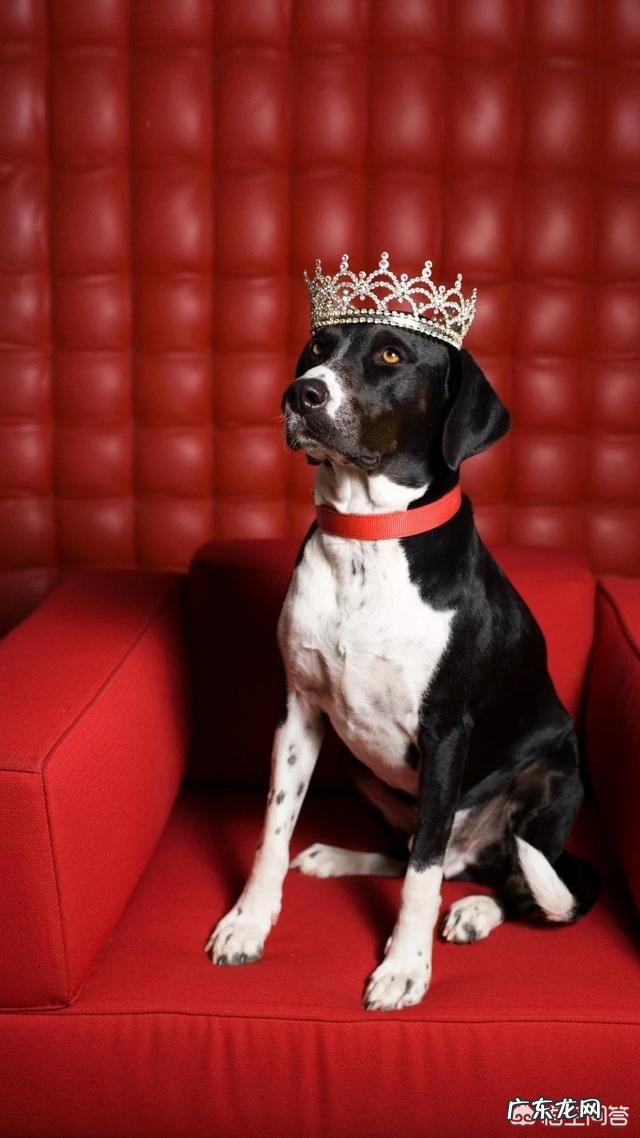 金毛狗狗有严重的分离焦虑症,怎么办呢?