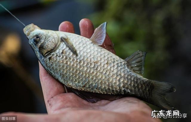 野钓鲫鱼饵料用什么比较好？