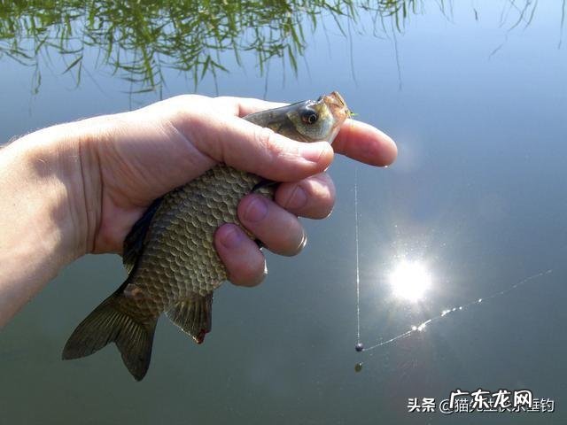 野钓鲫鱼饵料用什么比较好?