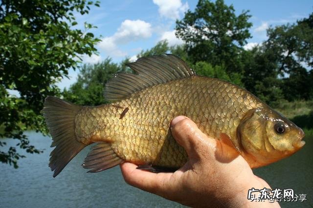 野钓鲫鱼饵料用什么比较好？