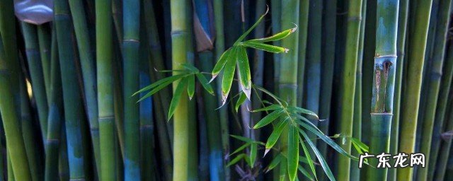 竹子是生长速度最快的植物为什么