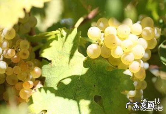 怎样快速掌握红酒知识？