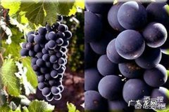 怎样快速掌握红酒知识？