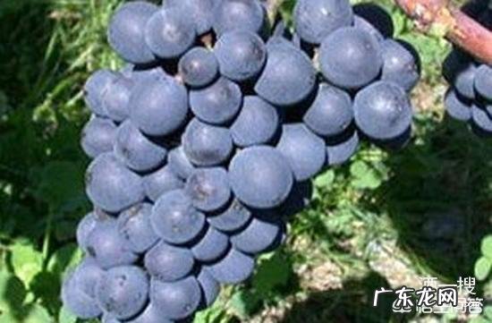 怎样快速掌握红酒知识？