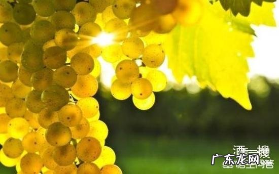 怎样快速掌握红酒知识？