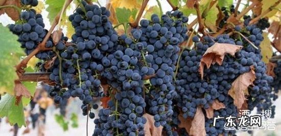 怎样快速掌握红酒知识？