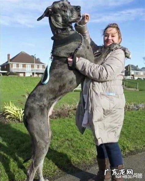 世界上最大的狗有多大?