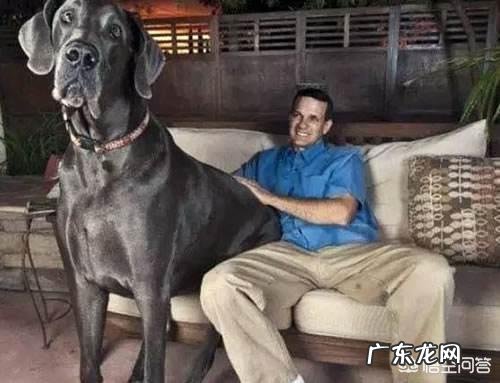 世界上最大的狗有多大?