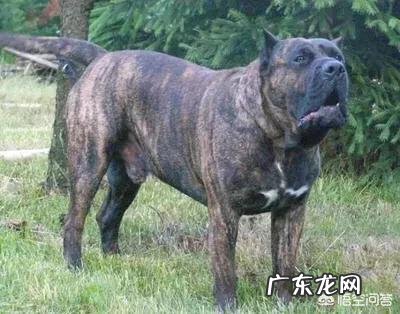 世界上最大的狗有多大?