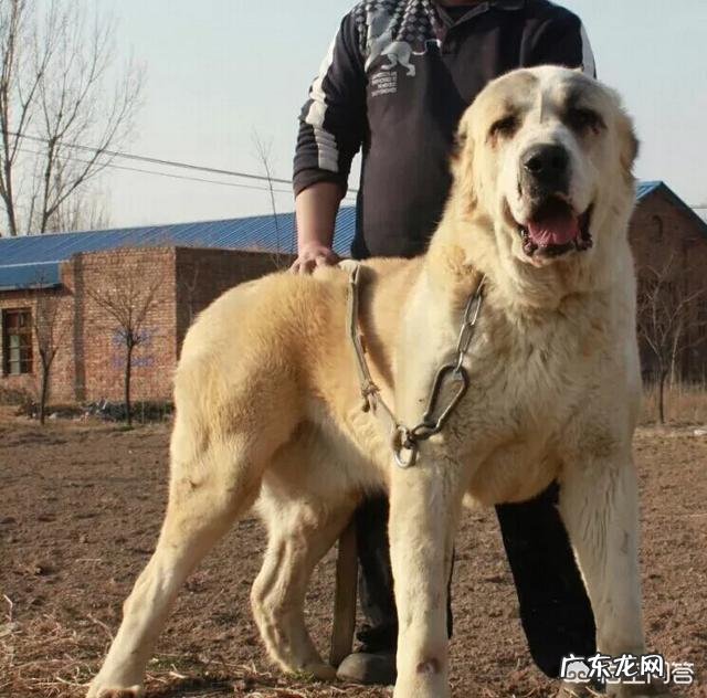世界上最大的狗有多大?