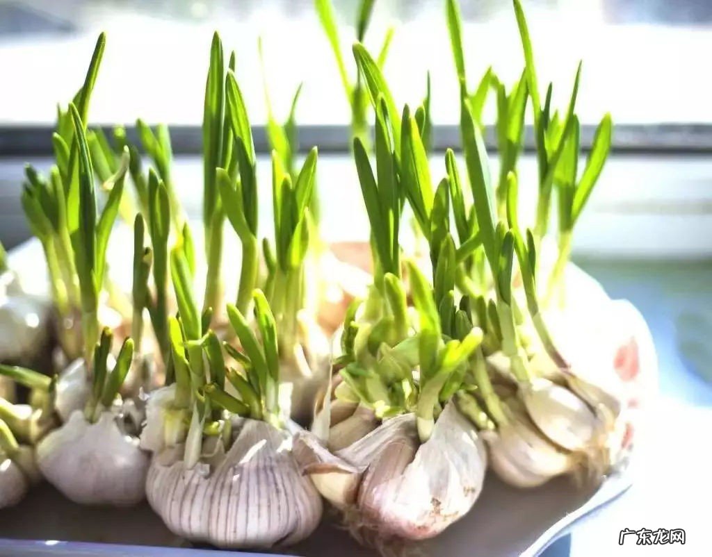 大蒜发芽了能吃吗