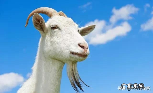 白羊座是一个怎样的星座?