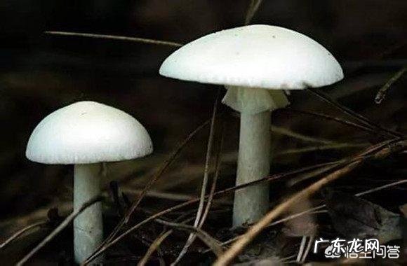 农村的野菜，有哪些看起来好看，其实是有毒或不能用来食用的？