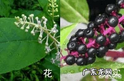 农村的野菜，有哪些看起来好看，其实是有毒或不能用来食用的？