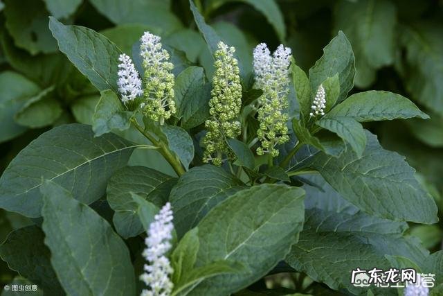 农村的野菜,有哪些看起来好看,其实是有毒或不能用来食用的?