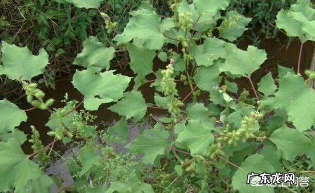 农村的野菜,有哪些看起来好看,其实是有毒或不能用来食用的?