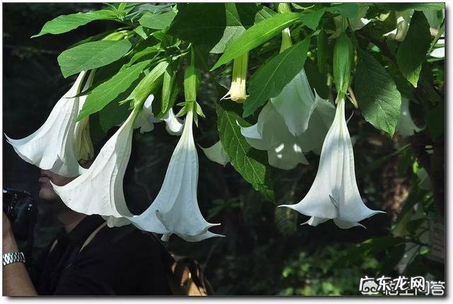 农村的野菜,有哪些看起来好看,其实是有毒或不能用来食用的?