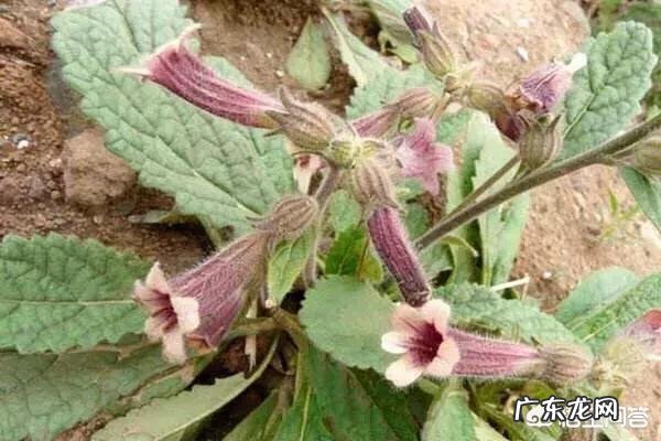 农村的野菜,有哪些看起来好看,其实是有毒或不能用来食用的?