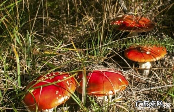 农村的野菜,有哪些看起来好看,其实是有毒或不能用来食用的?