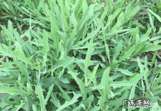 农村的野菜,有哪些看起来好看,其实是有毒或不能用来食用的?