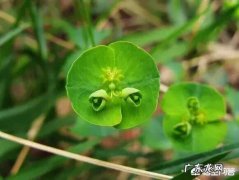 农村的野菜，有哪些看起来好看，其实是有毒或不能用来食用的？