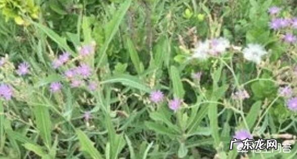 农村的野菜,有哪些看起来好看,其实是有毒或不能用来食用的?