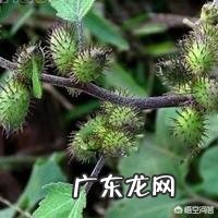 农村的野菜,有哪些看起来好看,其实是有毒或不能用来食用的?