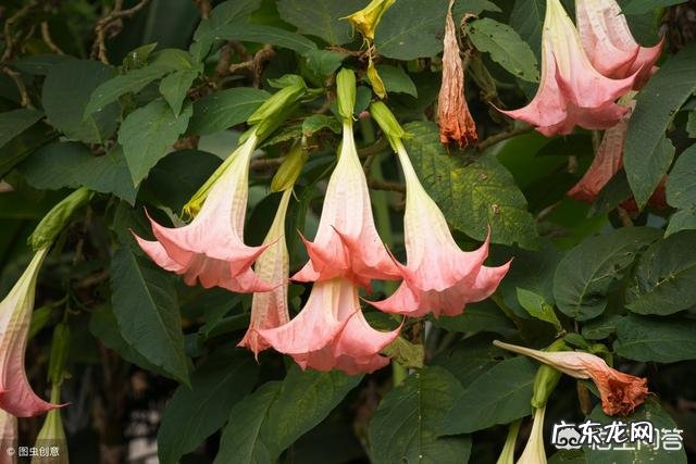 农村的野菜,有哪些看起来好看,其实是有毒或不能用来食用的?