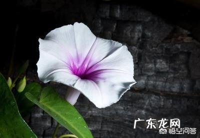 农村的野菜,有哪些看起来好看,其实是有毒或不能用来食用的?