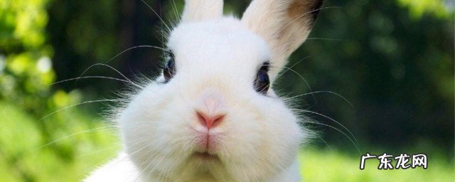 怎么养兔子繁殖最快