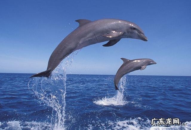 世界上聪明的动物有哪些,它们中谁最聪明?