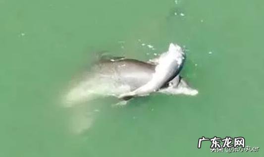 世界上聪明的动物有哪些,它们中谁最聪明?