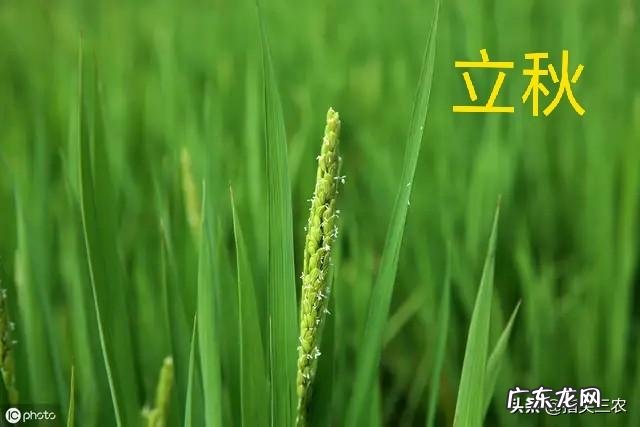 今年是农历七月初八立秋,但老话说“七月立秋,万物不收”意味着什么?