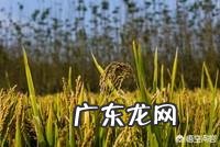 今年是农历七月初八立秋,但老话说“七月立秋,万物不收”意味着什么?