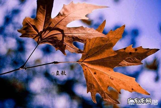 今年是农历七月初八立秋,但老话说“七月立秋,万物不收”意味着什么?