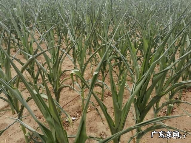 今年是农历七月初八立秋,但老话说“七月立秋,万物不收”意味着什么?