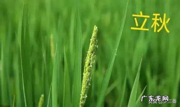 今年是农历七月初八立秋,但老话说“七月立秋,万物不收”意味着什么?