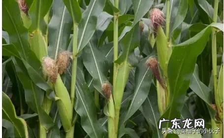 今年是农历七月初八立秋,但老话说“七月立秋,万物不收”意味着什么?