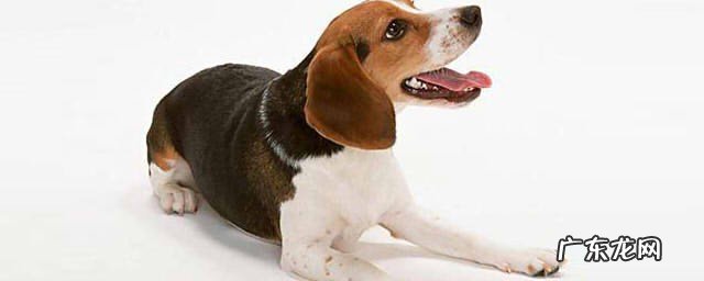 狗狗能吃巧克力吗