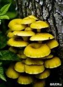 看看这是什么蘑菇？