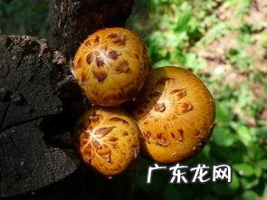看看这是什么蘑菇?