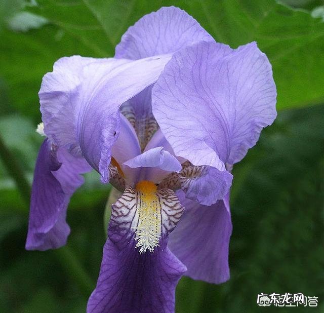 盆栽的鸢尾花都有哪些品种,哪个品种比较好养?