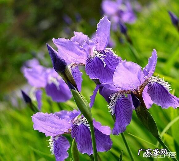 盆栽的鸢尾花都有哪些品种,哪个品种比较好养?