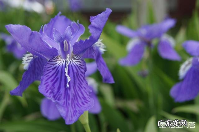 盆栽的鸢尾花都有哪些品种,哪个品种比较好养?