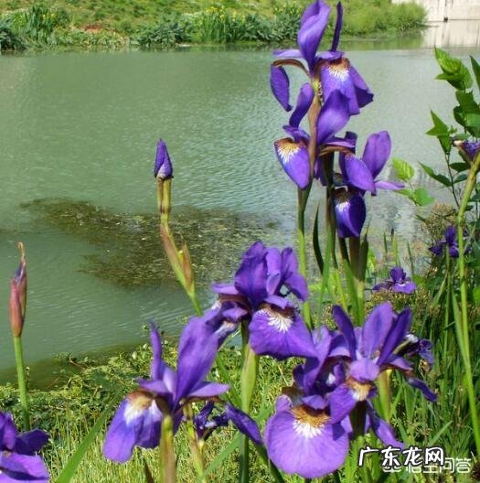 盆栽的鸢尾花都有哪些品种,哪个品种比较好养?